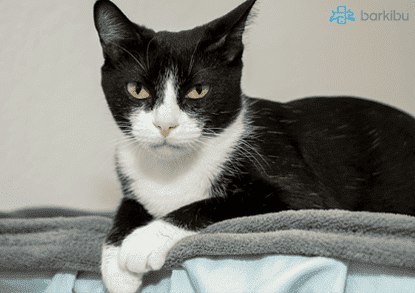 gato comun gris y blanco